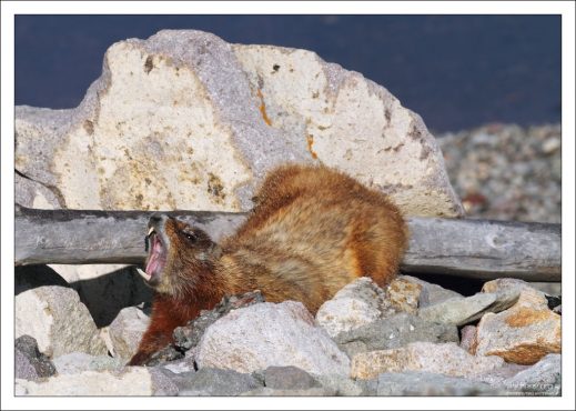 Желтобрюхий мармот проснулся и потягивается.