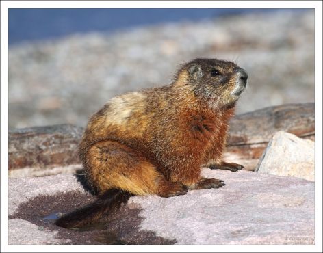 Yellow-bellied marmot, или Желтобрюхий сурок.