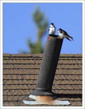 Древесная американская ласточка - Tree swallow.