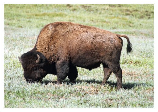 Американский бизон во всей своей красе.