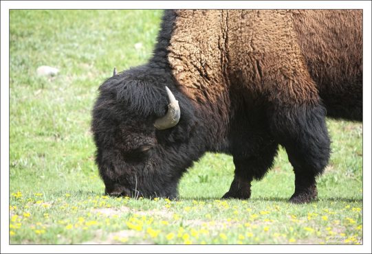 Бизон обедает.