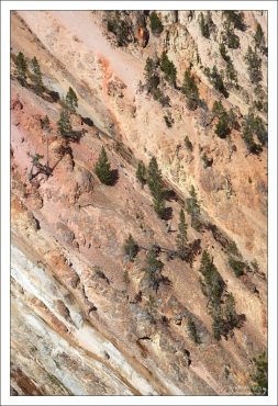 Ёлки на горнолыжном спуске :)