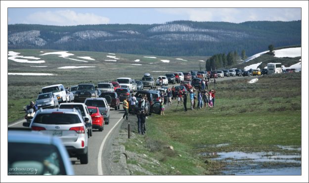 Медвежья пробка.
