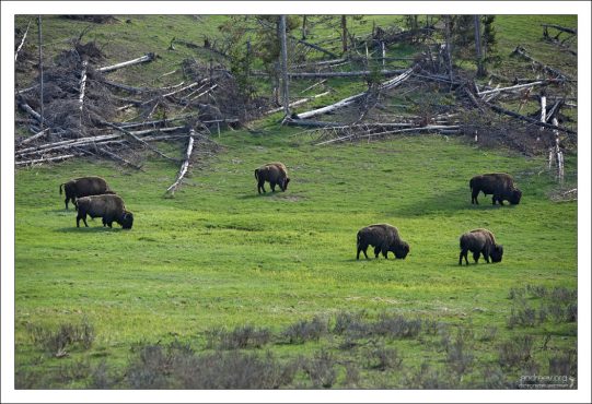 Стадо бизонов на обочине дороги.