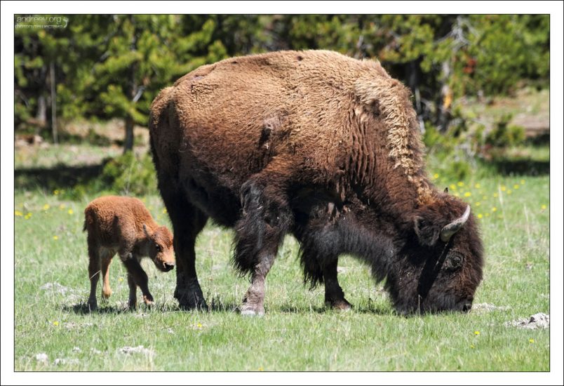 На территории парка Йеллоустоун обитает около 5 тысяч бизонов.