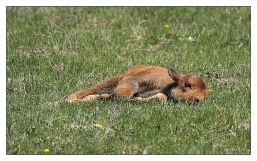 Самка бизона вынашивает одного теленка около 9 месяцев.