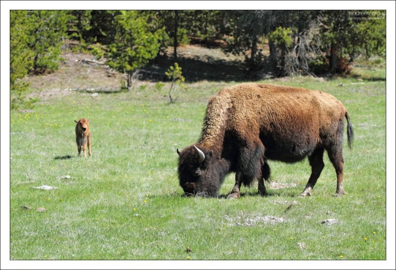 Недавно народившийся бизончик и его мама.
