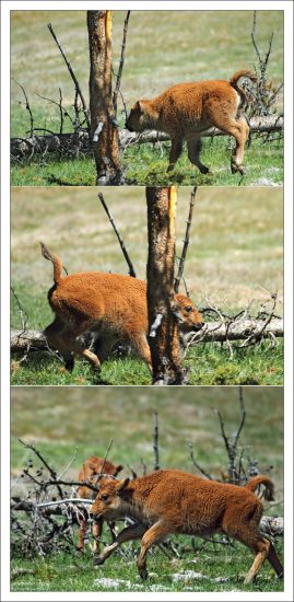 Молодые бизоны очень игривы.