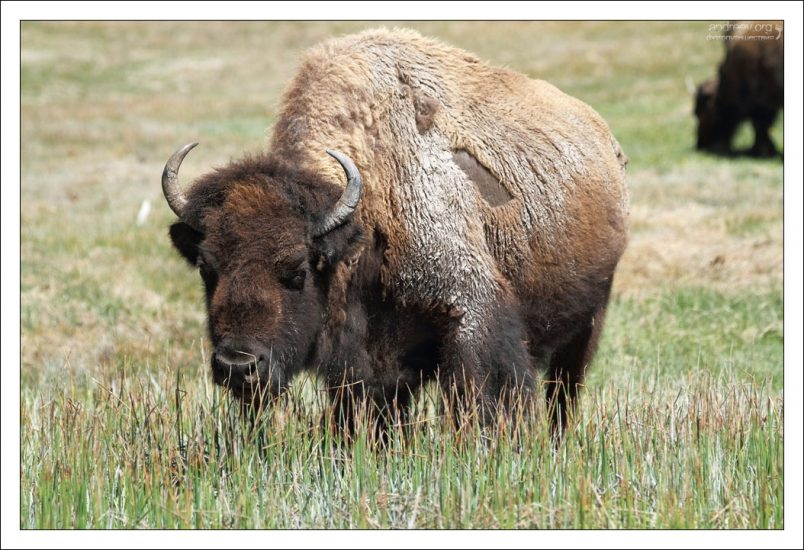 Степные бизоны питаются в основном травой, до 25 кг в день.