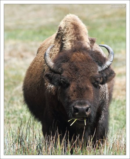 Индейцы называют степных бизонов "баффало".