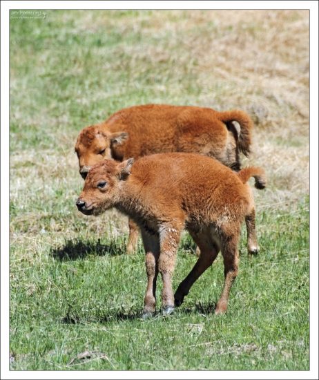 Цвет шерсти молодых бизонов - ярко-коричневый, практически оранжевый.