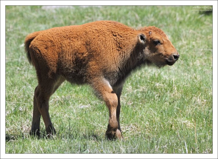 Бизоний малыш оглядывается.