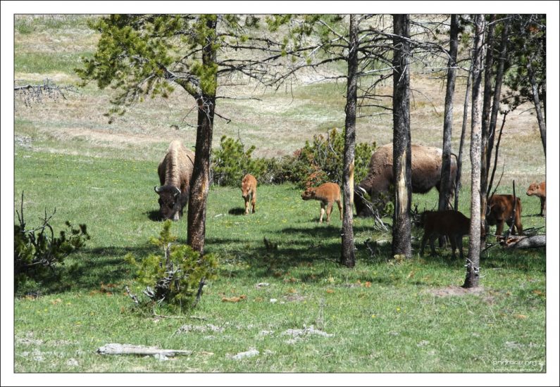 Стадо самок бизонов с малышами.