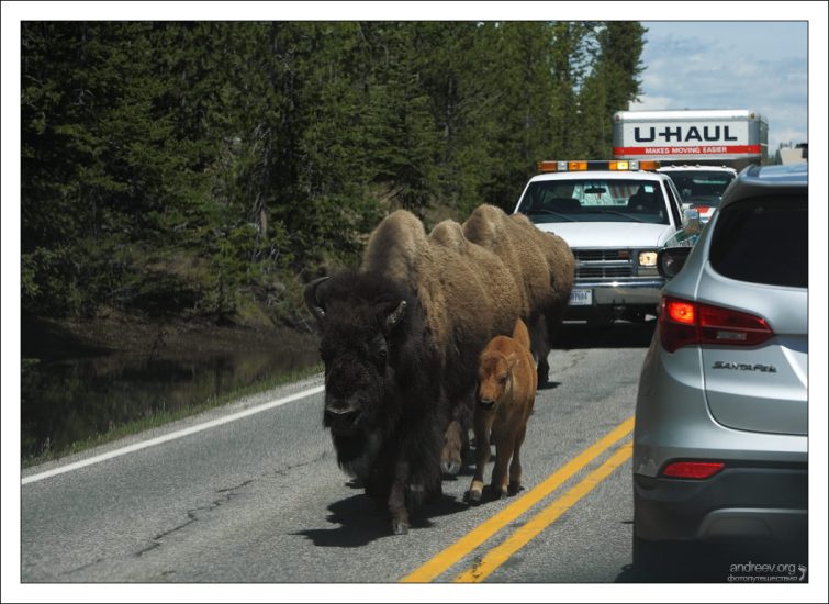 Бизонья пробка из-за животных на дороге.