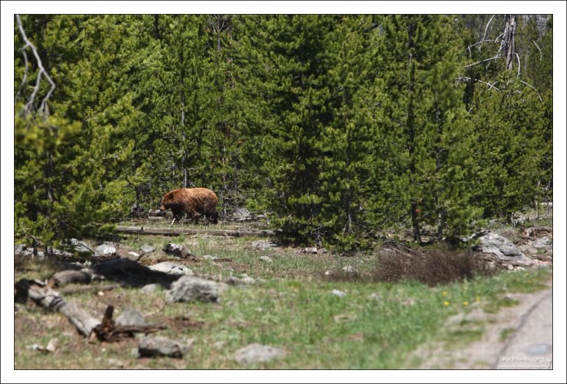 Медведь гризли на обочине дороги.