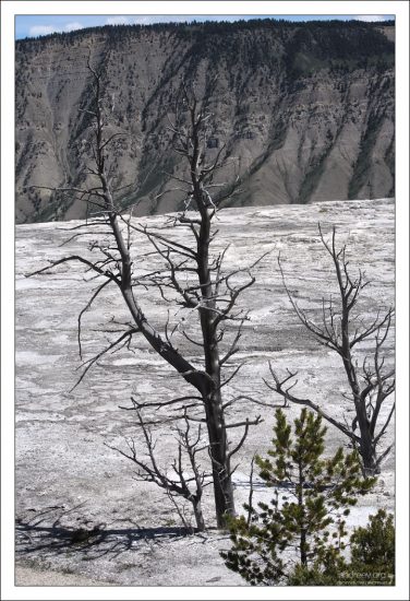Сухие стволы деревьев на Мамонтовых террасах.