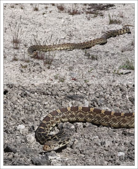 Бычья змея (Bullsnake).