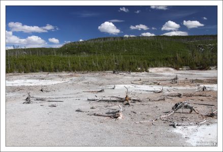 Деревья не выдержали высоких температур.