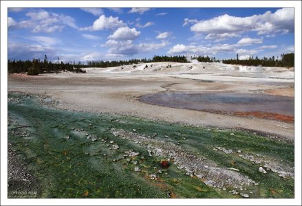 Микроскопические ярко-зеленые водоросли Cyanidium в стоке гейзера Pinwheel.