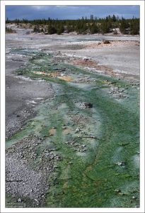 Сложное сообщество зеленых микроорганизмов.