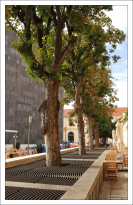 Деревья "в броне" на одной из улиц Вены.