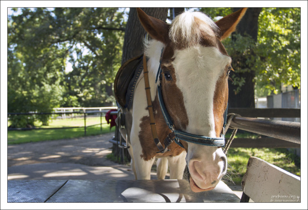 Пони подошла знакомиться.