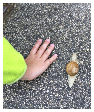 Гигантская улитка, размером с детскую ладонь.