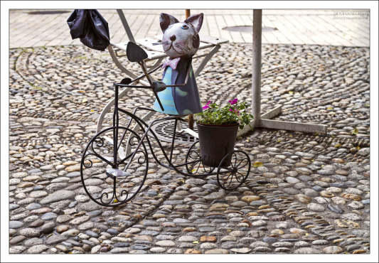 Забавный кот у входа в кафе "Rege".