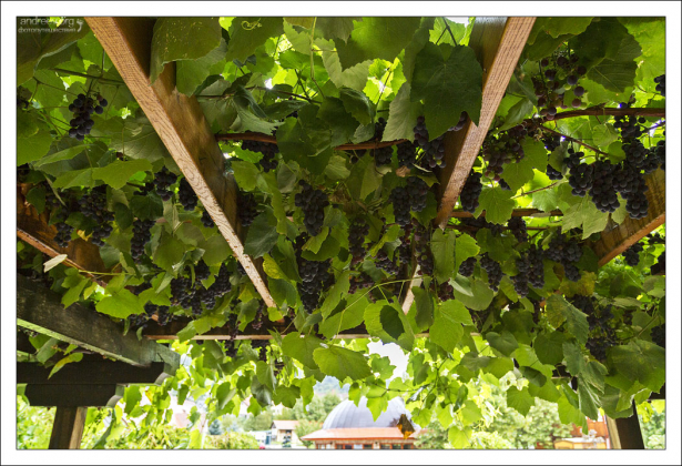 Настоящая виноградная лоза в качестве украшения таверны.