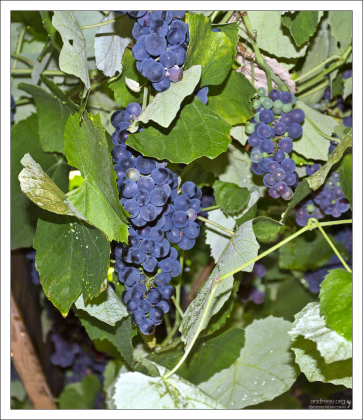 Виноградные гроздьи свисают с потолка в венгерской таверне.