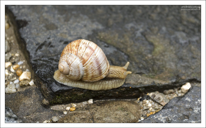 Виноградная улитка (Helix pomatia) - крупнейшая улитка Европы.