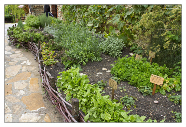 Грядки с травой - мята, розмарин, базилик.