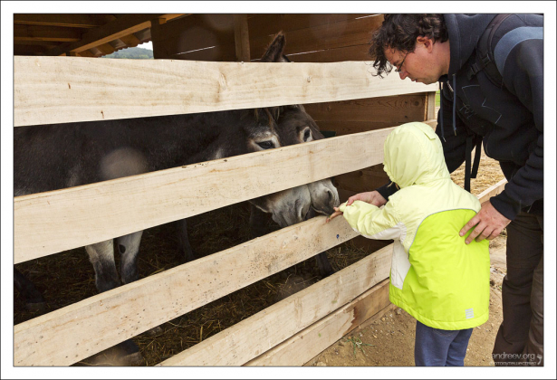 Загон для осликов.