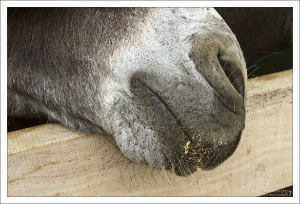 Ослик выпрашивает еду.