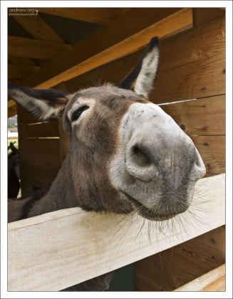 Усатая ослиная морда.