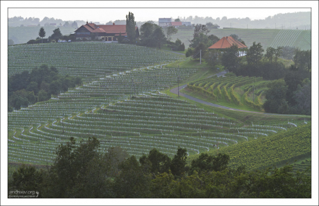 Словенский винный путь.