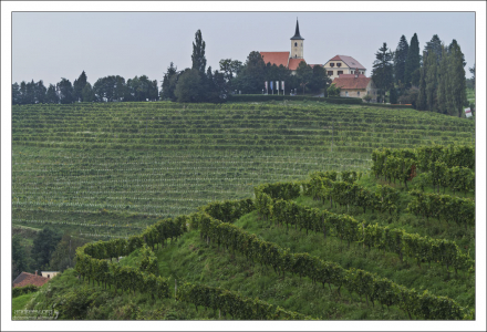 Виноградники в районе словенского Иерусалима.