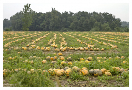 Дынное поле.