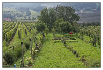 Огород и виноградник перед домом.