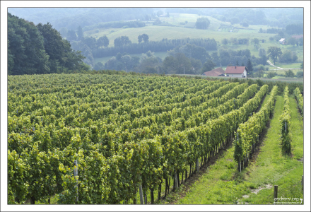 Виноградная плантация.