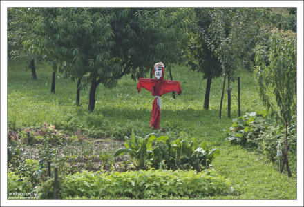 Чучело в огороде с кухонными травами.