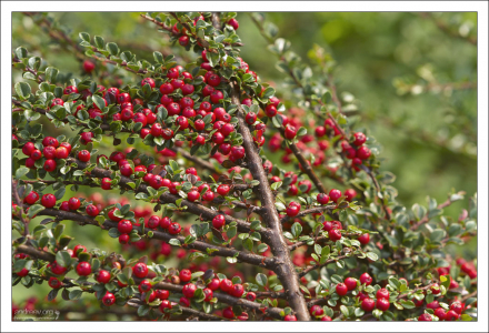 Декоративная пираканта (Apache Pyracantha).