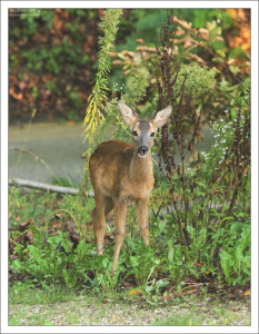 Малыш олененок вышел к крыльцу.