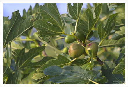 Фиговое дерево перед домом.