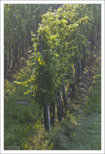 Виноградная делянка.