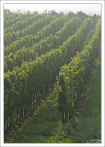 В Хорватии производится 1500 сортов вин.