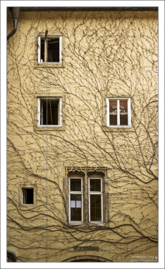 Ветки дерева в одной плоскости.