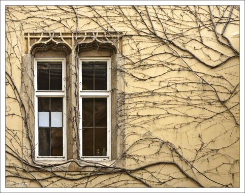 Шпалера - специальный способ выращивания "плоских" деревьев.