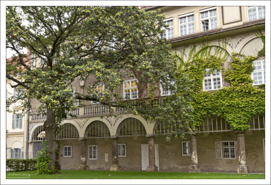 Огромный каштан во дворе Замка Грац (Grazer Burg).