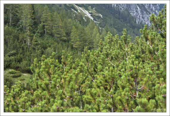 Окружающий лес составляют, в основном, лиственницы, ели, и буки, которые забираются даже на высоту 1800 метров.